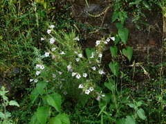 Parasopubia delphiniifolia