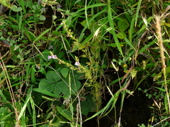 Parasopubia delphiniifolia