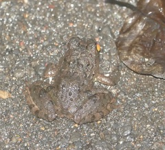 Fejervarya cancrivora