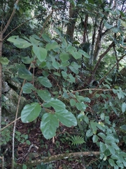 Viburnum taitoense