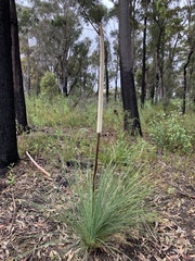 Xanthorrhoea concava