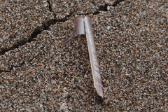 Ensis minor