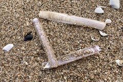 Ensis minor
