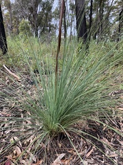 Xanthorrhoea concava
