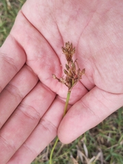 Fimbristylis dichotoma