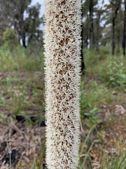 Xanthorrhoea concava