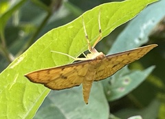 Nacoleia charesalis