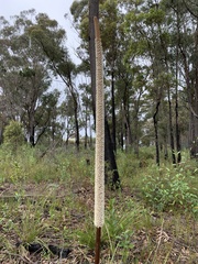 Xanthorrhoea concava