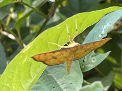 Nacoleia charesalis