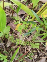 Phyllanthus tenellus