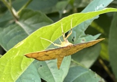 Nacoleia charesalis