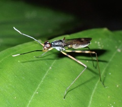Rainieria