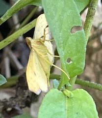 Nacoleia charesalis