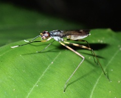 Rainieria
