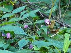 Clematis lasiandra
