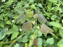 Ampelopsis glandulosa hancei