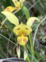 Diuris sulphurea