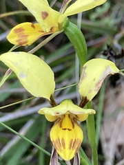 Diuris sulphurea
