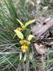 Diuris sulphurea