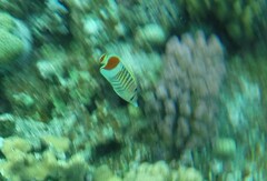 Chaetodon paucifasciatus