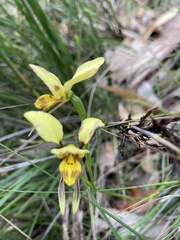 Diuris sulphurea