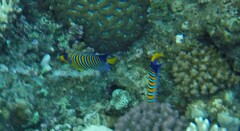 Pygoplites diacanthus