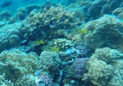 Lutjanus fulviflamma