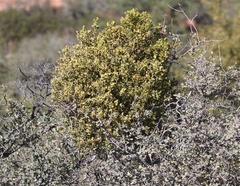 Phoradendron leucarpum