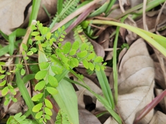 Phyllanthus tenellus