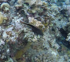 Paracirrhites forsteri