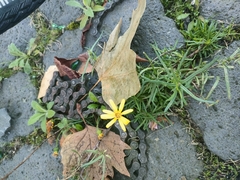 Senecio inaequidens