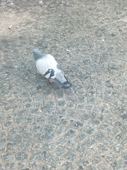 Columba livia domestica