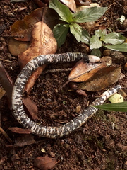 Amphisbaena fuliginosa