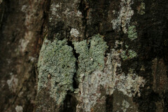 Pertusaria hymenea