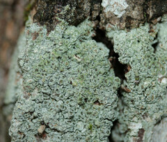 Pertusaria hymenea