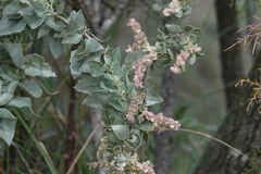 Atriplex halimus