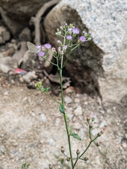 Cyanthillium cinereum