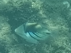 Rhinecanthus aculeatus