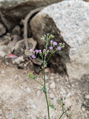 Cyanthillium cinereum