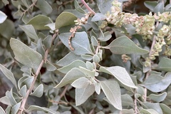 Atriplex halimus