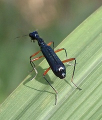 Neocollyris