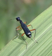 Neocollyris