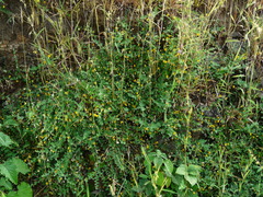 Crotalaria filipes