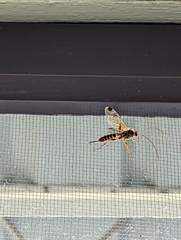 Pterygota