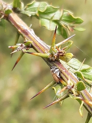 Aphrophoridae