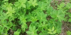 Geranium sylvaticum