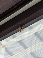 Pterygota