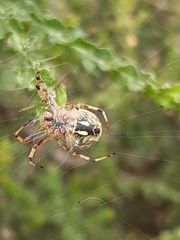 Salsa brisbanae