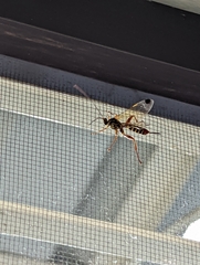 Pterygota