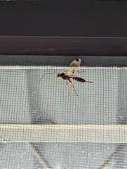 Pterygota
